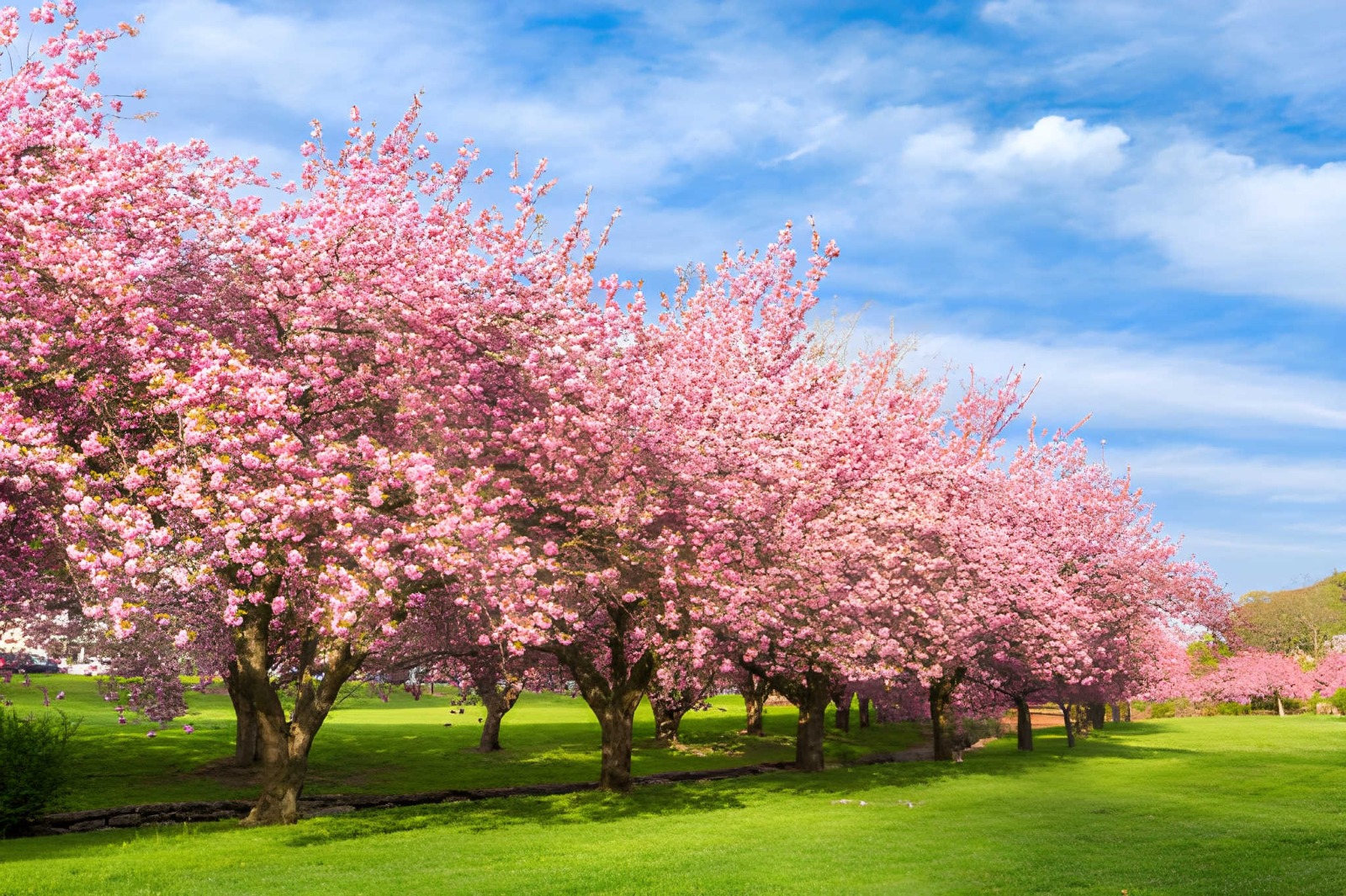 Spring In Boston: Some of the Fun Places That You Can Visit